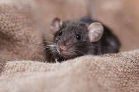 Rats Pest Control Perth