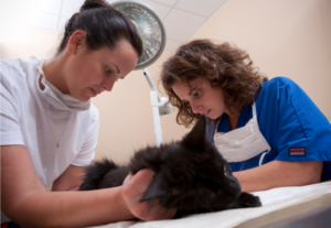 choose best veterinarian